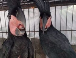 Kemenhut Amankan Tersangka Pemilik Satwa Dilindungi di Manado