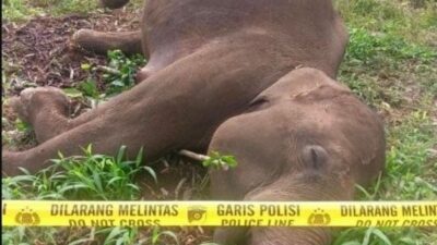 BKSDA Aceh Tangani Kematian Satu Ekor Gajah Sumatera di Aceh Tengah