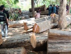 Sindikat Pembalakan Liar Jati TN Baluran Siap Disidangkan
