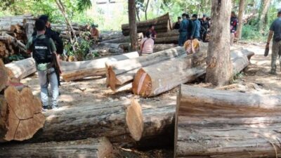 Sindikat Pembalakan Liar Jati TN Baluran Siap Disidangkan