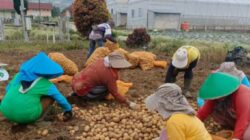 Produktivitas Kentang Kerinci Naik 8,76%, Kementan Dorong Perluasan Pasar dan Hilirisasi