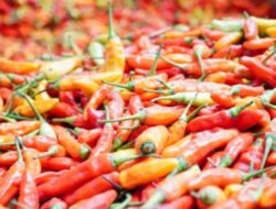 Bapanas Distribusikan 10,9 Ton Cabai Rawit ke PIKJ