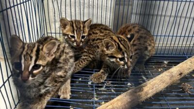 Gakkum Kehutanan Bongkar Sindikat Perdagangan Kucing Kuwuk di Medan, Pelaku Terancam Denda Rp 20 Miliar