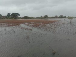 Pemerintah Perkuat Perlindungan Petani Terdampak Banjir di Jawa Tengah Melalui AUTP