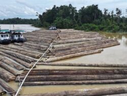 Kemenhut Tanggapi Informasi Publik Terkait Pengangkutan Kayu di Kapuas dengan Lakukan Pengecekan Fisik Secara Ketat