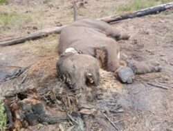 Balai TN Tesso Nilo Dalami Kematian Anak Gajah Liar di Resort Lancang Kuning