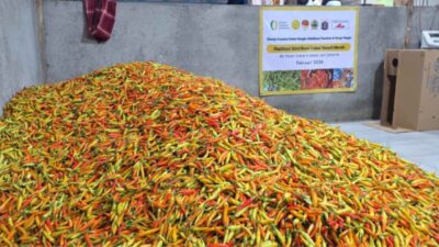 Produk Panen Cabe | Foto : Kementan