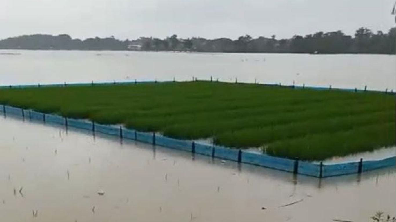 10 Ribu Hektar Sawah di Indramayu Gagal Tanam, SPI: Negara Wajib Bertanggungjawab