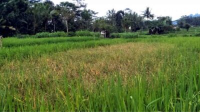 Petani Sidoharjo Resah Dengan Serangan Hama Tikus Di Persawahan, Khawatir Hasil Panen Turun