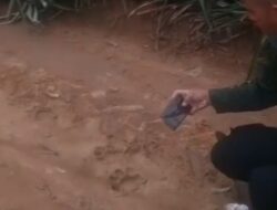 Jejak Harimau Ditemukan Di Lahan Perkebunan PT GGP, Lampung Timur