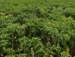 Kementan Pastikan Pasokan Cabai Aman Selama Ramadan dan Jelang Idulfitri, Blitar dan Kediri Surplus