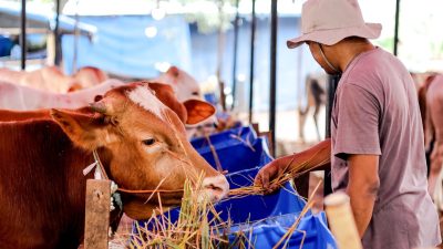 Jelang Lebaran, Stok Daging Sapi Di Lampung Aman