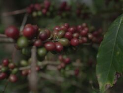 Kementan Percepat Hilirisasi Perkebunan, Siapkan Lahan hingga Pekebun
