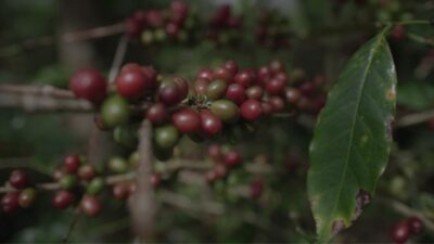 Kementan Percepat Hilirisasi Perkebunan, Siapkan Lahan hingga Pekebun