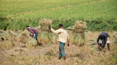 Stok Pangan Aman, Harga Tetap Stabil di Seluruh Daerah