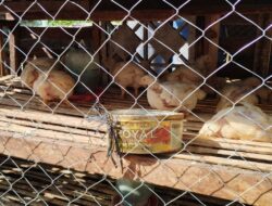 Perpekan Lebaran : Harga Daging Ayam DI Bandar Lampung Meroket