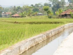 Kementan Percepat Lima Strategi Utama Mitigasi Kekeringan Hadapi El Nino