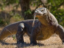 BBKSDA NTT Siapkan Langkah Antisipasi Konflik Warga Dengan Komodo