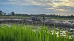 Hujan Belum Surut di April, HKTI Sebut Ada Peluang Indeks Pertanaman Meningkat