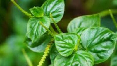 Sirih Cina: Tanaman Liar dengan Segudang Manfaat Kesehatan