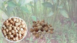 7 Manfaat Kapulaga Untuk Kesehatan