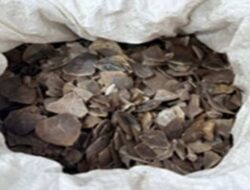 Gakkum Kehutanan Gagalkan Perdagangan Sisik Trenggiling di Medan