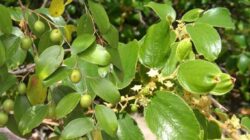 Mengenal Tanaman Bidara Yang Punya Segudang Manfaat Kesehatan