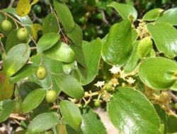 Mengenal Tanaman Bidara Yang Punya Segudang Manfaat Kesehatan