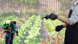 7 Tanaman Ini Ampuh Untuk Dijadikan Pestisida Organik