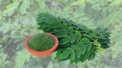 Daun Kelor, Pohon Ajaib Dengan Segudang Manfaat Untuk Kesehatan