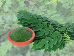 Daun Kelor, Pohon Ajaib Dengan Segudang Manfaat Untuk Kesehatan