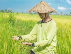 Pemprov Lampung Sebut Stabilitas Harga Panen Perkuat Ekonomi Rakyat