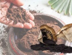 Dari Sampah Menjadi Berkah, Ini 7 Cara Cerdas Memanfaatkan Ampas Kopi