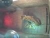 Dua Anak Harimau Lahir Di Taman Satwa Lembah Hijau