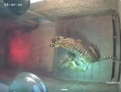 Dua Anak Harimau Lahir Di Taman Satwa Lembah Hijau
