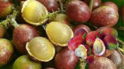 Mengenal Buah Matoa, Si Manis Khas Papua Dengan Segudang Manfaat Kesehatan