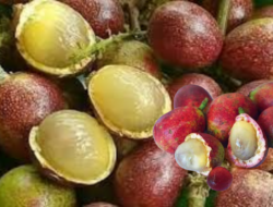 Mengenal Buah Matoa, Si Manis Khas Papua Dengan Segudang Manfaat Kesehatan