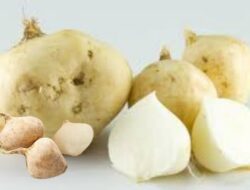 Ini Manfaat Bengkoang Untuk Kesehatan, Si Umbi Segar Kaya Nutrisi