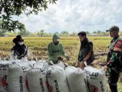 BULOG Lampung Serap 369 Ribu Ton Gabah Petani