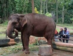Kemenhut Kawal Transisi Pengelolaan Bandung Zoo Dan Pastikan Standar Kesejahteraan Satwanya