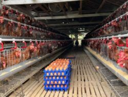 Kementan Dan BUMN Bangun Ekosistem Hilirisasi Ayam Di Bone