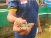 Warga Binaan Lapas Kelas I Bandar Lampung Kembangkan Budidaya Lobster Air Tawar