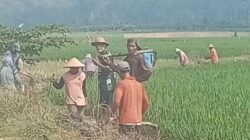 Hama Tikus Serang Ratusan Hektar Sawah Desa Karang Rejo Pesawaran
