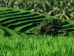Hadapi Musim Kemarau, Pemprov Lampung Siapkan Pompa Irigasi