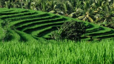 Hadapi Musim Kemarau, Pemprov Lampung Siapkan Pompa Irigasi