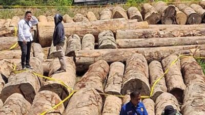 Kemenhut Limpahkan Kasus Pemanenan Hasil Hutan Tanpa Hak di Sariak Bayang