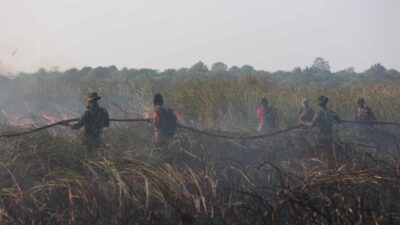 Tim Alfa TNI Diterjunkan Padamkan Karhutla Di Way Kambas