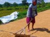 Percepatan Penyerapan Gabah BULOG Terbantu Kemarau