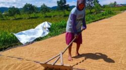 Percepatan Penyerapan Gabah BULOG Terbantu Kemarau
