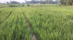 Petani Sidoharjo Mulai Kena Dampak Kemarau